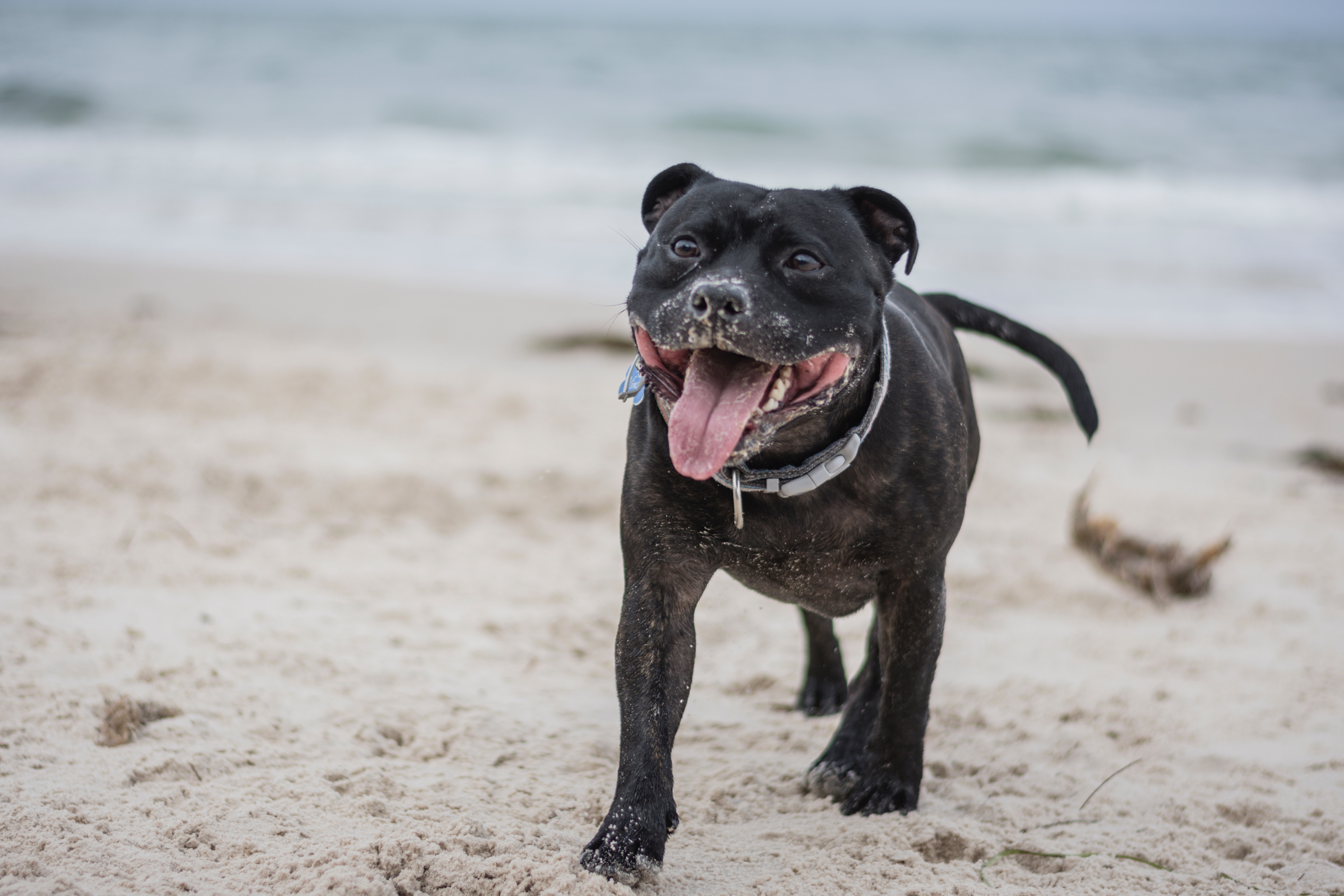 Staffordshire Bull Terrier | Dog Breed Information | Pawshake Blog
