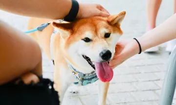 A dog meets new friends