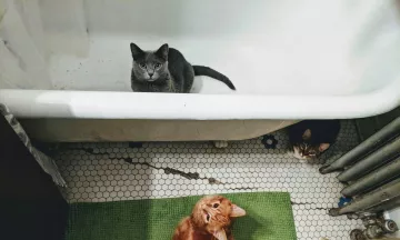 It's their home - you're just visiting