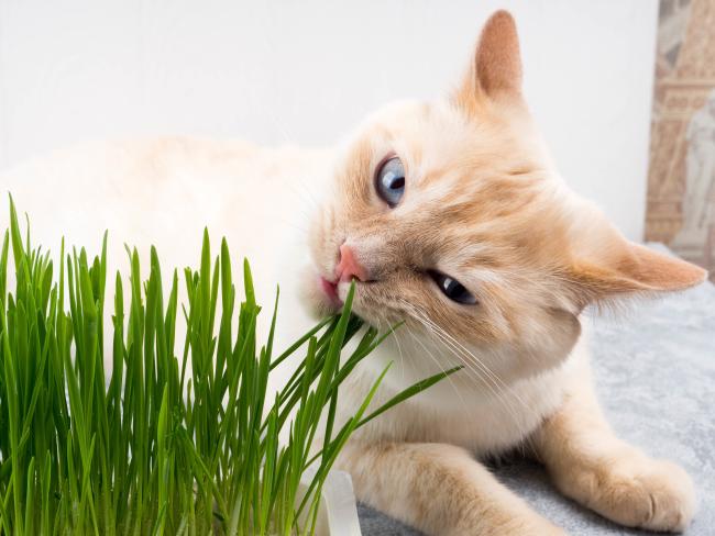 Cat eating too much and vomiting best sale