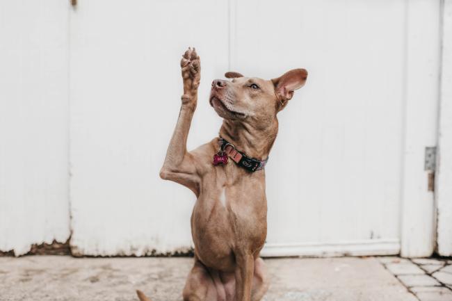 Dog shaking paw
