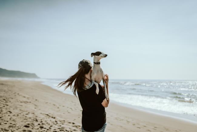 Whippet dog with owner on beach