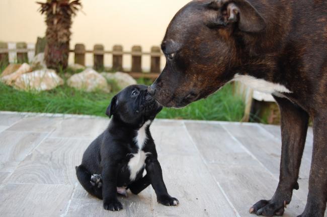 Staffordshire terrier with puppy