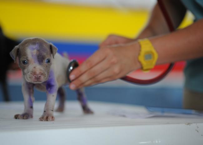 Puppy with a veterinarian