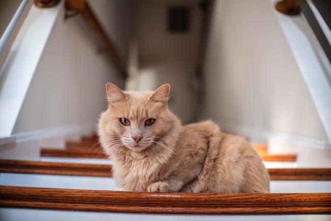 Fluffy ginger cat on stairs