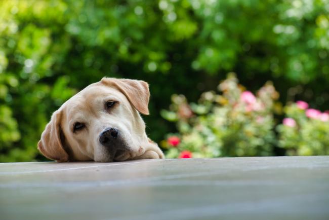 Sad labrador