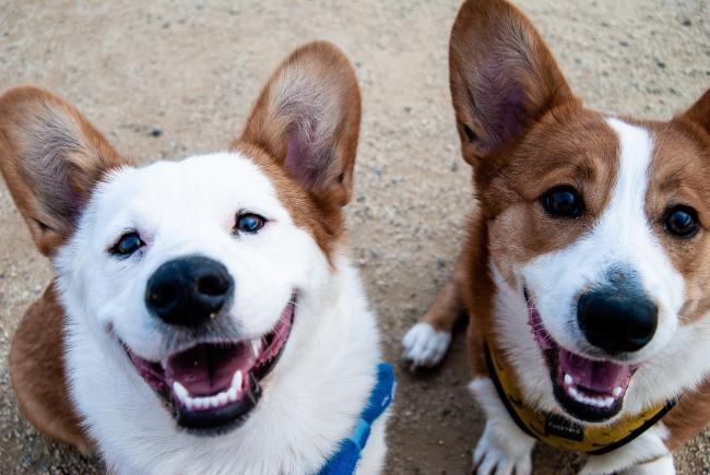 Two corgis at the beach