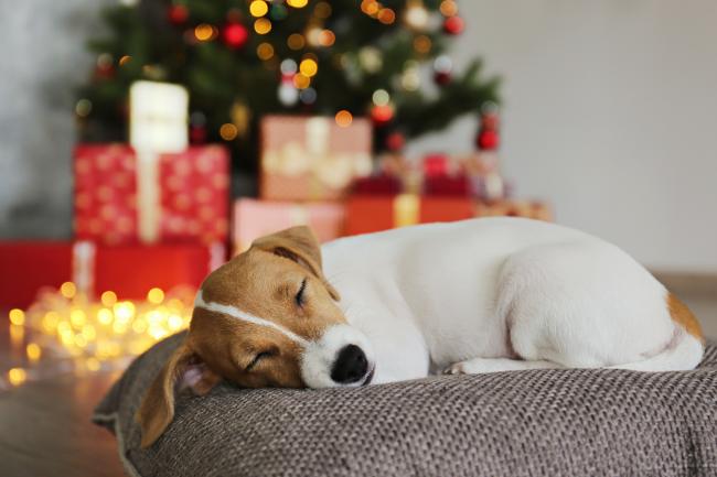 Holiday dog sitters top