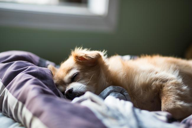 sleeping puppy