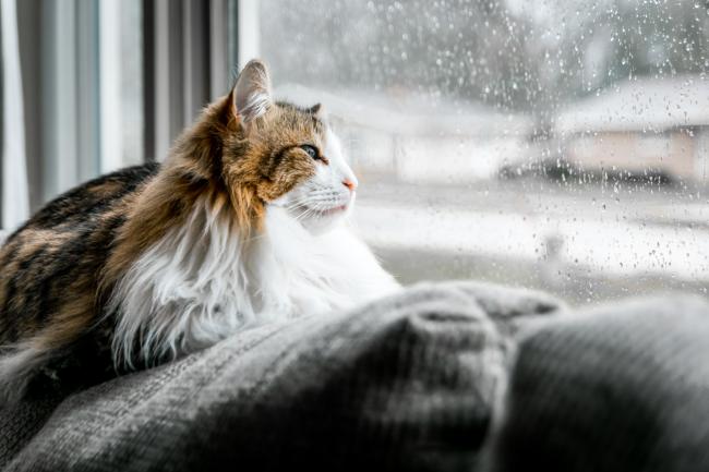 Fluffy cat looking at rain
