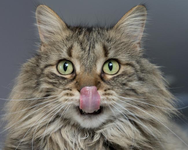 Tabby cat licking lips