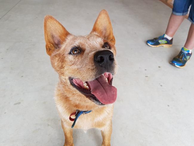 Australian Cattle Dog - Red Heeler