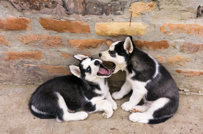 Puppy preschool classes