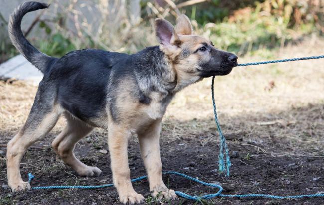 German Shepherd puppy pulling a rope