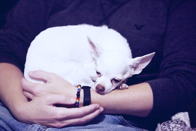 Sad white chihuahua