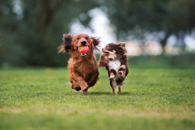 Two dogs running with a red ball