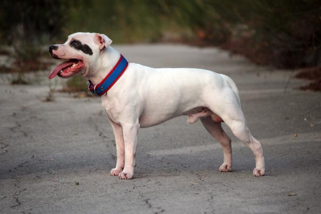 Staffordshire Bull Terrier Dog Breed Information Pawshake Blog