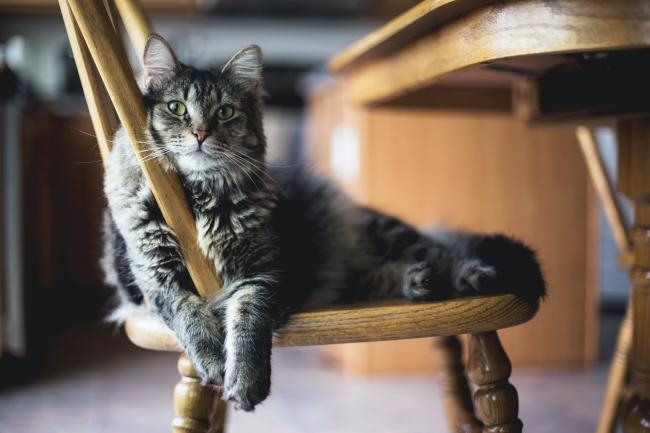 Tabby cat on chair