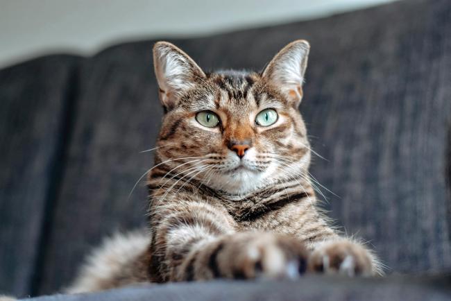 A relaxed cat