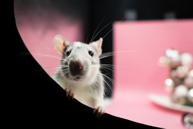 A Pet Rat looking for a pal