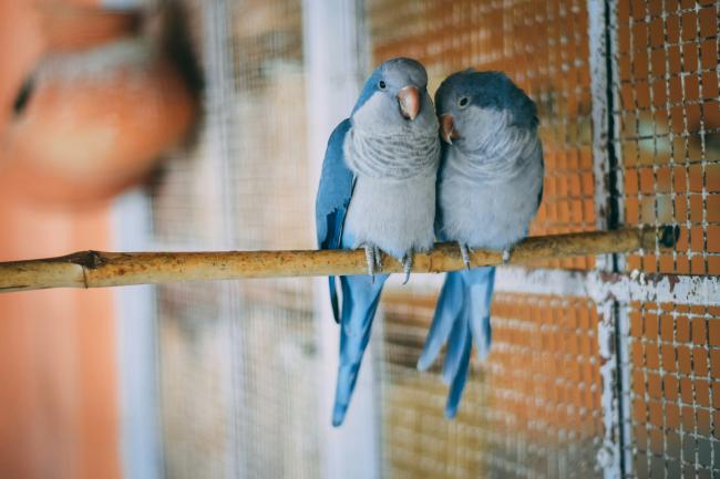 Parakeet besties