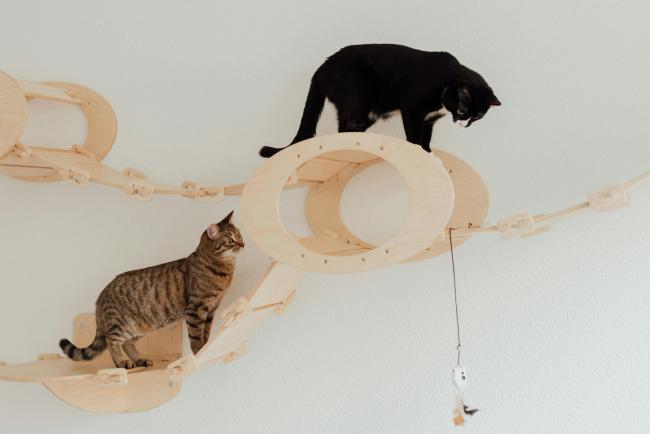 Two cats exploring
