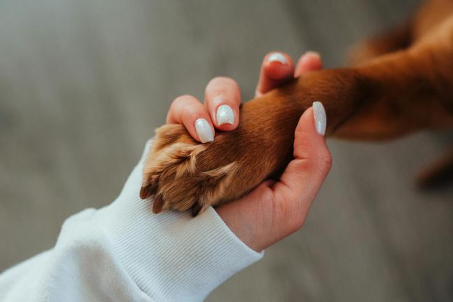 A paw-shake!