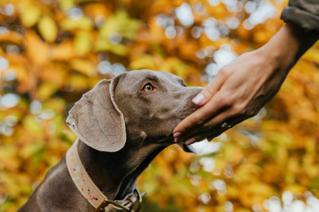 A dog sniffing a palm