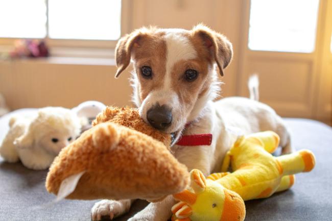 A happy dog with their toys