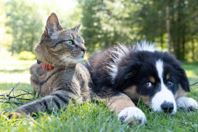 A cat focused blog