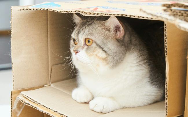 A playful cat