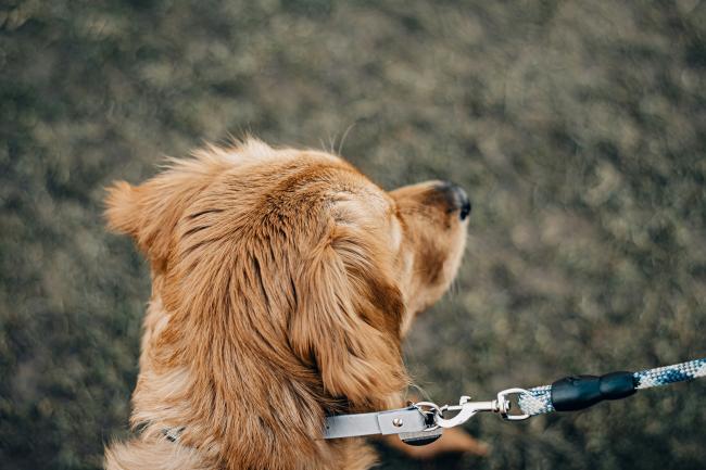 A dog walking
