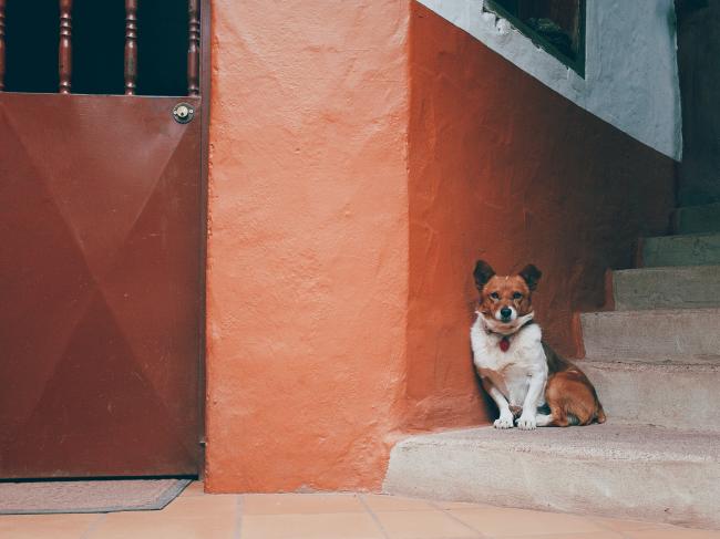 A dog waiting