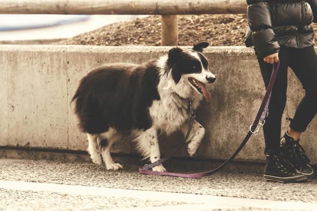 A Border Collie walking on a lead
