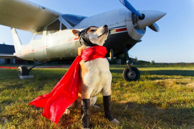 A Superhero Pup